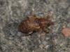 Dorytomus sp.